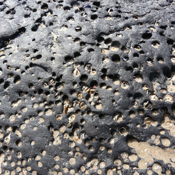 Ancient shoreline peat beds with numerous holes made by burrowing bivalve piddocks