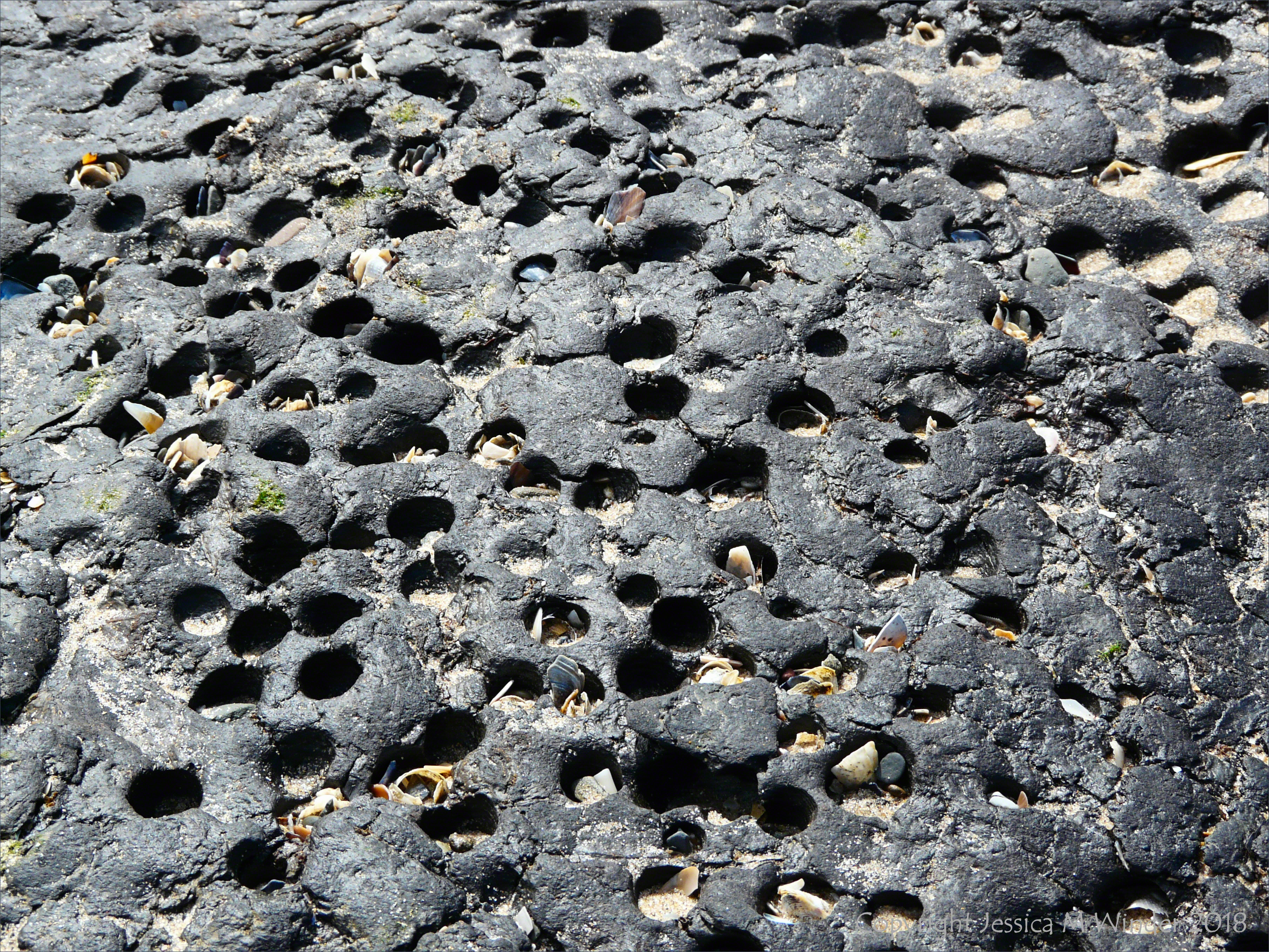 Ancient shoreline peat beds with numerous holes made by burrowing bivalve piddocks