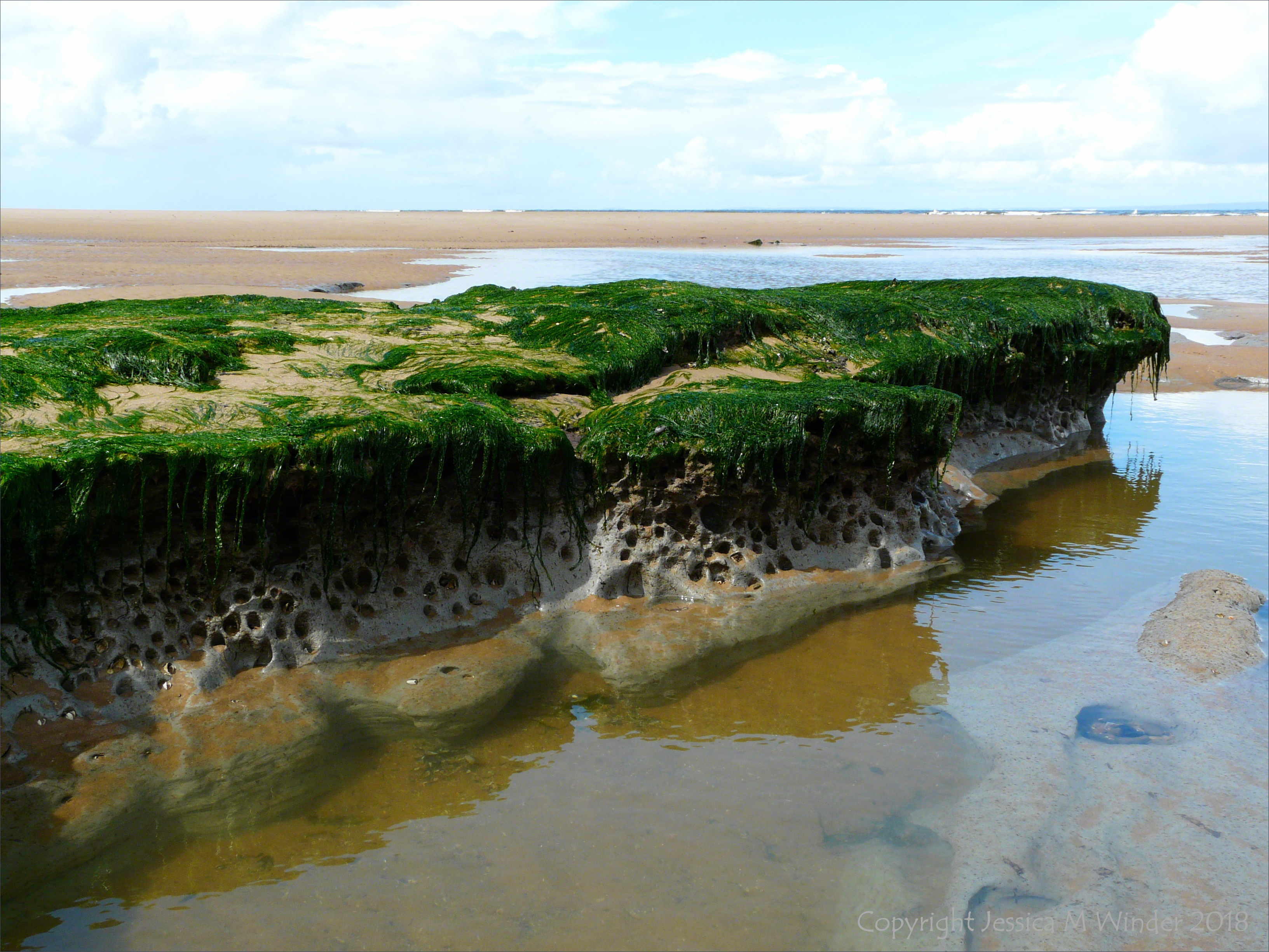 Piddock burrows in marine clay at Broughton Bay