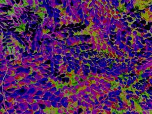 Leafy design in bright colours