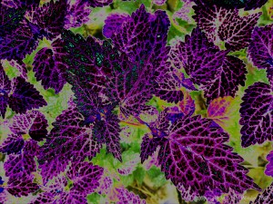 Leaves in bright colours