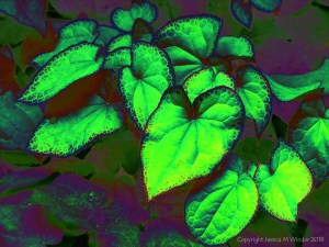 Leaves in bright colours