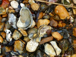 Beach stones with natural holes