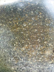 Close-up of fossiliferous limestone used in the Blue Purbeck Angel Head sculpture by Emily Young