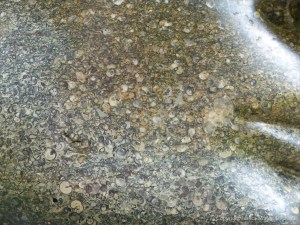 Close-up of fossiliferous limestone used in the Blue Purbeck Angel Head sculpture by Emily Young