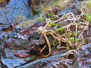 Details of rock texture and pattern at Kynance Cove