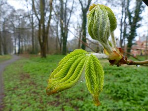 Leaves unfolding from the sticky-bud of a horse chestnut tree