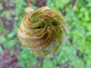 Leaves unfolding from the sticky-bud of a horse chestnut tree