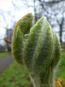 Leaves unfolding from the sticky-bud of a horse chestnut tree
