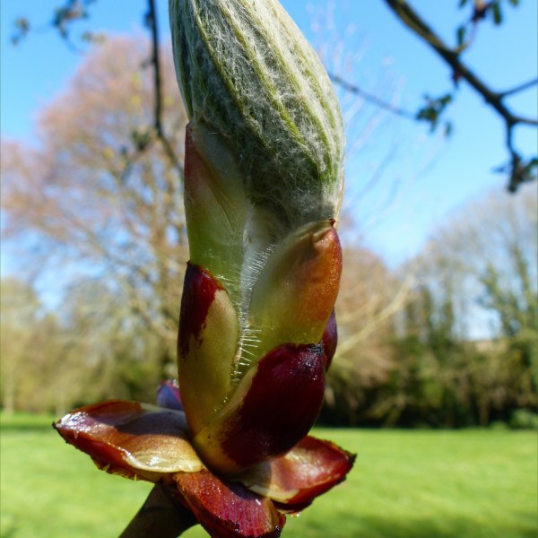 Leaves unfolding from the sticky-bud of a horse chestnut tree