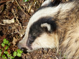Close-up of the head of a dead badger