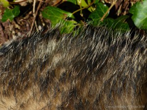 Close-up of hairs on a badger (Meles meles)