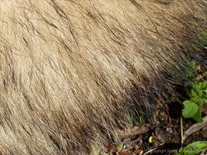 Close-up of hairs on a badger (Meles meles)