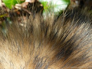 Close-up of hairs on a badger (Meles meles)