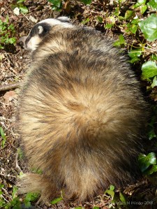 Badger (Meles meles)