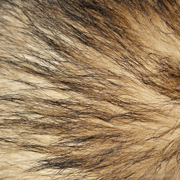 Close-up of hairs on a badger (Meles meles)