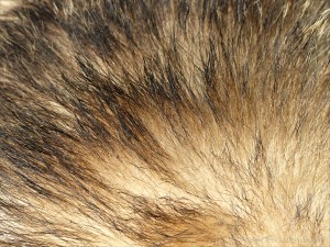 Close-up of hairs on a badger (Meles meles)