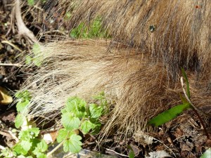 Tail of a dead badger