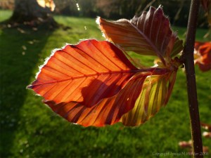 Newly opened purple beech leaves