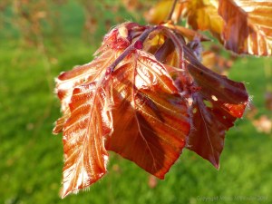 Newly opened purple beech leaves