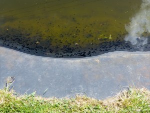 Tadpoles that will grow into toads