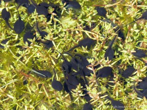 Tadpoles that will grow into toads