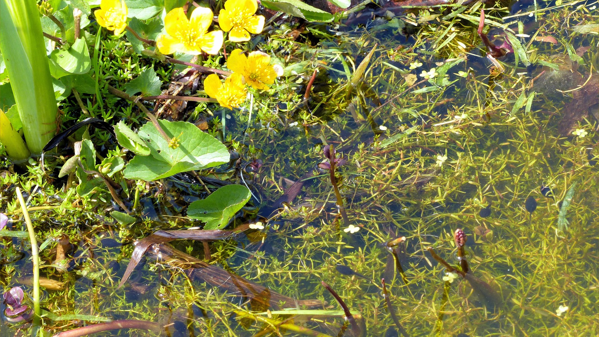 Tadpoles that will grow into toads