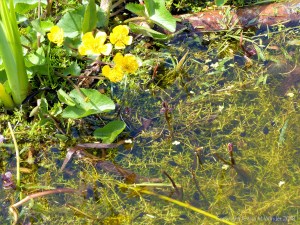 Tadpoles that will grow into toads