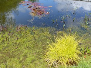 Aquatic plants in the village pond