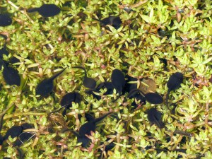 Tadpoles that will grow into toads