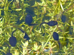Tadpoles that will grow into toads