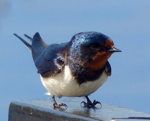 Swallow resting