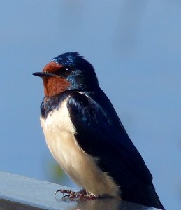 Resting swallow close-up