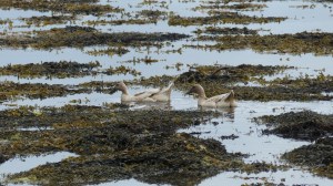 Domestic ducks swimming in the sea with seaweed