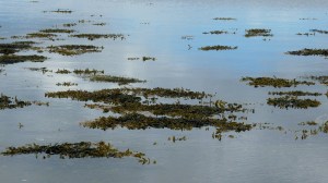 Still water in the Bay of Firth at Finstown