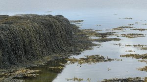 Seaweed -draped old stone jetty in Bay of Firth, Orkney
