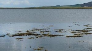 Calm water in the Bay of Firth at Finstown