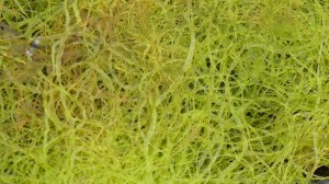 Close-up detail of bright green seaweed on a stoned beach