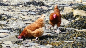 Domestic chickens on the beac