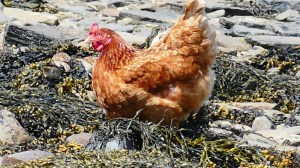Chicken looking for food on the island of the seashore iOrkney