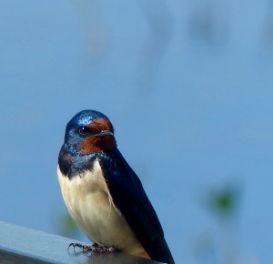 Resting swallow close-up