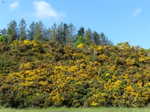 Yellow gorse cloaking steep hillside