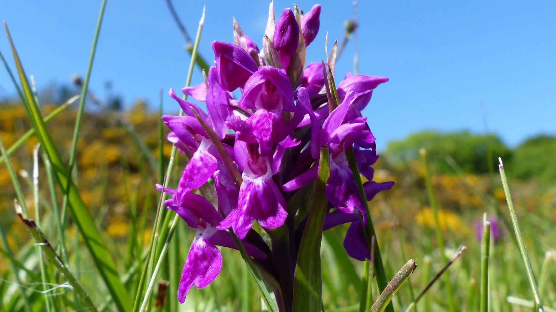 Orchid in a roadside verge