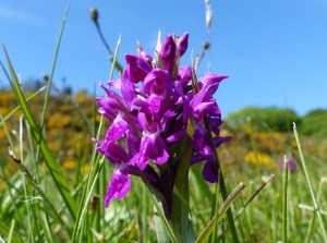 Orchid in a roadside verge