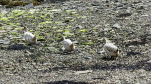 Domestic ducks on the beach