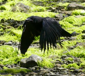 Crow taking flight over the beach