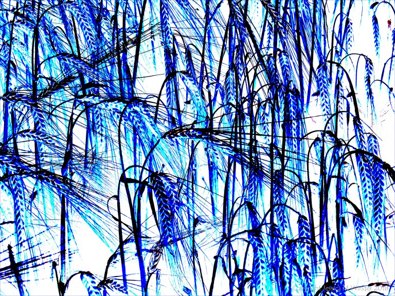 Design with blue barley motif