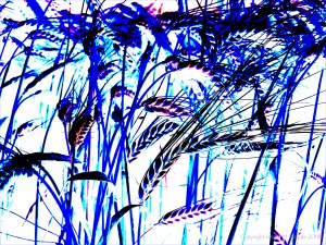 Design with blue barley motif