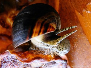 Ringstead Common Winkle