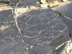 Fossil sun-cracks in flagstone at Point of Hellia in Orkney